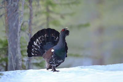 <i class='fa fa-user'></i>&nbsp;Luc Meert&nbsp;|   Auerhoen&nbsp; <i class='fa fa-eye'>&nbsp;250</i> &nbsp;<i class='fa fa-thumbs-up'>&nbsp;11</i> &nbsp; <i class='fa fa-comment-o'>&nbsp;9</i>