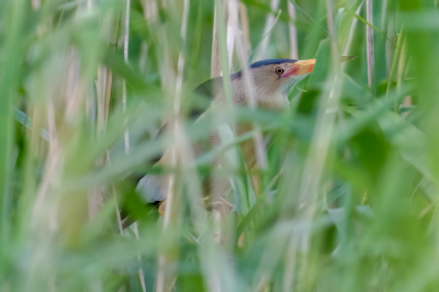 <i class='fa fa-user'></i>&nbsp;John_Jak&nbsp;|   Woudaap&nbsp; <i class='fa fa-eye'>&nbsp;211</i> &nbsp;<i class='fa fa-thumbs-up'>&nbsp;1</i> &nbsp; <i class='fa fa-comment-o'>&nbsp;2</i>