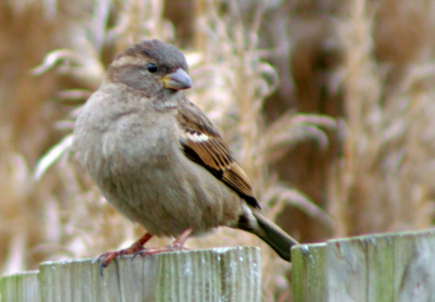 Vanmiddag wat geprobeerd met mijn nieuwe Canon 350D.
Laat nog veel te wensen over. Maar het is al iets.
Ben hard aan het sparen voor een Sigma 50-500 mm.
Moet nu wel heel voorzichtig dichterbij sluipen.
Wil graag leren van jullie tips!