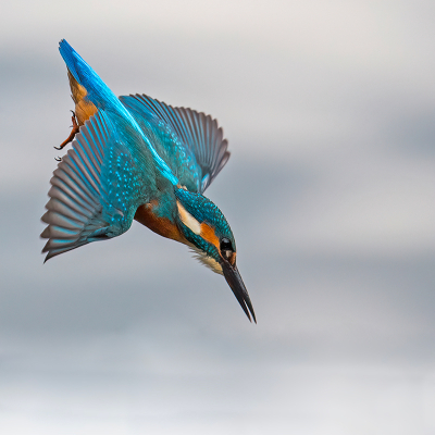 <i class='fa fa-user'></i> anevanrees |   IJsvogel  <i class='fa fa-eye'> 405</i>  <i class='fa fa-thumbs-up'> 28</i>   <i class='fa fa-comment-o'> 9</i>