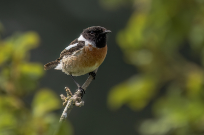 Op exact het zelfde takje waar Kees Kugel de grote karekiet fotografeerde heb ik deze roodborsttapuit vast gelegd. Ik vond hem in eerste instantie niet zo bijzonder maar door de plaats van de karekiet dacht wel leuk om deze toch te plaatsen.