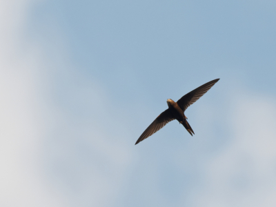 8 juli 23 was een van de warmste dagen van het jaar. s Avonds zag ik een kleine groep gierzwaluwen die hun poten lieten zien tijdens de vlucht. Ze vlogen vrij hoog. Daarom was het moeilijk om een goede foto te maken. Ik heb de beste foto gepload. Op Birdpix vond ik maar twee foto's van vliegende gierzwaluwen die ook hun poten lieten zien (album_page.php?pic_id=64265 & album_page.php?pic_id=23262). Met een snelle zoektocht op internet vond ik de hint dat gierzwaluwen hun poten strekken bij hoge temperaturen om zichzelf te beschermen tegen oververhitting (https://www.researchgate.net/publication/281281227_Zeigt_her_eure_Fusse_Thermoregulation_beim_Mauersegler_Apus_apus/citation/download).