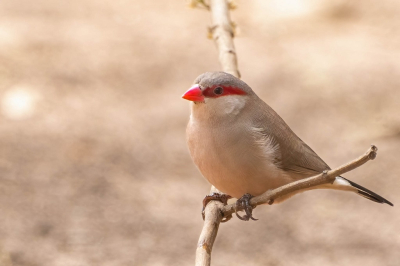 <i class='fa fa-user'></i>&nbsp;harrie69&nbsp;|   Napoleonnetje&nbsp; <i class='fa fa-eye'>&nbsp;140</i> &nbsp;<i class='fa fa-thumbs-up'>&nbsp;1</i> &nbsp; <i class='fa fa-comment-o'>&nbsp;1</i>