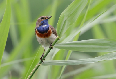 <i class='fa fa-user'></i>&nbsp;Leo Tukker&nbsp;|   Blauwborst&nbsp; <i class='fa fa-eye'>&nbsp;179</i> &nbsp;<i class='fa fa-thumbs-up'>&nbsp;5</i> &nbsp; <i class='fa fa-comment-o'>&nbsp;2</i>