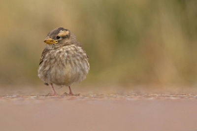 Deze juveniele Rotsmus was midden op de weg gaan zitten. Netjes met de auto gestopt en voordat ik de vogel van de weg "gejaagd" heb eerst een foto getrokken.