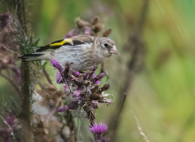 <i class='fa fa-user'></i>&nbsp;Hillebrand Keun&nbsp;|   Putter&nbsp; <i class='fa fa-eye'>&nbsp;145</i> &nbsp;<i class='fa fa-thumbs-up'>&nbsp;1</i> &nbsp; <i class='fa fa-comment-o'>&nbsp;1</i>