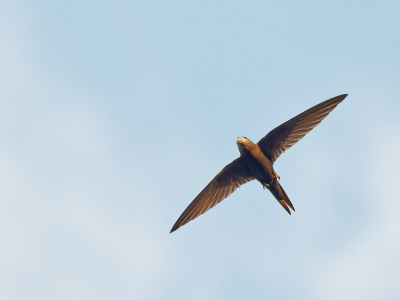 <i class='fa fa-user'></i>&nbsp;gntStattmann&nbsp;|   Gierzwaluw&nbsp; <i class='fa fa-eye'>&nbsp;174</i> &nbsp;<i class='fa fa-thumbs-up'>&nbsp;1</i> &nbsp; <i class='fa fa-comment-o'>&nbsp;1</i>