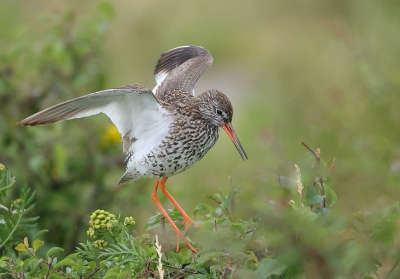 Alweer een juveniel. Ditmaal een tureluur die met zijn 3 broertjes en zusjes aan het foerageren was op het strandje voor de kijkhut. Toen we die verlieten, hoorden we een luid gepiep. Wat bleek: Onze nieuwsgierige puber was geland in een struikje naast het pad. Niet bepaald een goede plaats om het evenwicht te bewaren. Gevolg: Onhandig gefladder en enige paniek. Mijn partner en ik deden enkele stappen terug, zodat de stumper kon wegvliegen. De volgende halte was de fietsbrug even verderop. Die bood gelukkig meer stevigheid. Ondertussen kon ik deze opname maken.