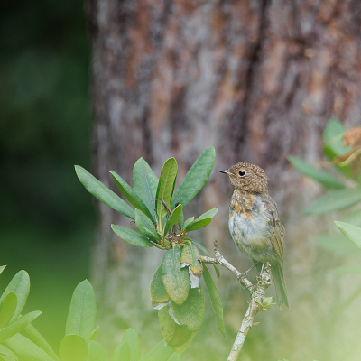 <i class='fa fa-user'></i>&nbsp;Erik van Ark&nbsp;|   Roodborst&nbsp; <i class='fa fa-eye'>&nbsp;133</i> &nbsp;<i class='fa fa-thumbs-up'>&nbsp;1</i> &nbsp; <i class='fa fa-comment-o'>&nbsp;1</i>