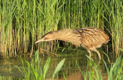 In de omgeving Rotterdam is een familie Roerdompen de mascotte geworden van vogelliefhebbers. Deze jongeling liet zich goed zien en trok zich niets aan van voorbij scheurende auto's, pratende mensen en klikkende camera's.
Waarschijnlijk biedt de omgeving belangrijke voordelen, zoals een goede schuilplaats en genoeg voeder.
Sluipend door het riet en spiedend in het water wist hij binnen een kwartier enkele visjes te verschalken.
Een prachtige ervaring dat natuurlijke gedrag te zien.