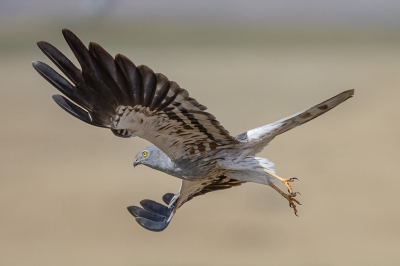 <i class='fa fa-user'></i>&nbsp;Jan P&nbsp;|   Grauwe Kiekendief&nbsp; <i class='fa fa-eye'>&nbsp;309</i> &nbsp;<i class='fa fa-thumbs-up'>&nbsp;11</i> &nbsp; <i class='fa fa-comment-o'>&nbsp;3</i>