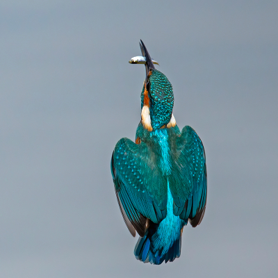 <i class='fa fa-user'></i>&nbsp;anevanrees&nbsp;|   IJsvogel&nbsp; <i class='fa fa-eye'>&nbsp;330</i> &nbsp;<i class='fa fa-thumbs-up'>&nbsp;11</i> &nbsp; <i class='fa fa-comment-o'>&nbsp;6</i>