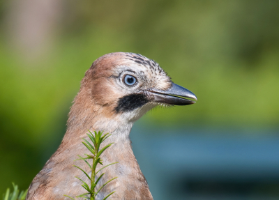 <i class='fa fa-user'></i>&nbsp;John Saxofoonbird&nbsp;|   Gaai&nbsp; <i class='fa fa-eye'>&nbsp;121</i> &nbsp;<i class='fa fa-thumbs-up'>&nbsp;2</i> &nbsp; <i class='fa fa-comment-o'>&nbsp;2</i>