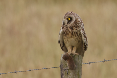 <i class='fa fa-user'></i>&nbsp;horneman69&nbsp;|   Velduil&nbsp; <i class='fa fa-eye'>&nbsp;272</i> &nbsp;<i class='fa fa-thumbs-up'>&nbsp;11</i> &nbsp; <i class='fa fa-comment-o'>&nbsp;5</i>