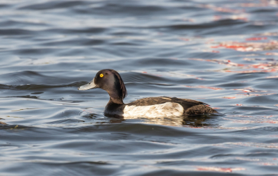 <i class='fa fa-user'></i>&nbsp;John Saxofoonbird&nbsp;|   Kuifeend&nbsp; <i class='fa fa-eye'>&nbsp;130</i> &nbsp; <i class='fa fa-comment-o'>&nbsp;0</i>