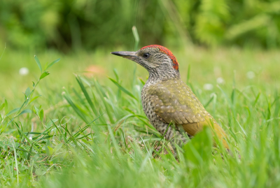 <i class='fa fa-user'></i>&nbsp;Marie-Jos� Boon&nbsp;|   Groene Specht&nbsp; <i class='fa fa-eye'>&nbsp;171</i> &nbsp;<i class='fa fa-thumbs-up'>&nbsp;3</i> &nbsp; <i class='fa fa-comment-o'>&nbsp;1</i>