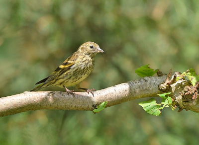 <i class='fa fa-user'></i>&nbsp;henkdikkers&nbsp;|   Sijs&nbsp; <i class='fa fa-eye'>&nbsp;153</i> &nbsp;<i class='fa fa-thumbs-up'>&nbsp;4</i> &nbsp; <i class='fa fa-comment-o'>&nbsp;3</i>