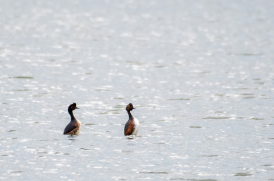 <i class='fa fa-user'></i>&nbsp;Eef Kieft&nbsp;|   Geoorde Fuut&nbsp; <i class='fa fa-eye'>&nbsp;146</i> &nbsp;<i class='fa fa-thumbs-up'>&nbsp;1</i> &nbsp; <i class='fa fa-comment-o'>&nbsp;0</i>