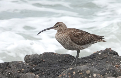 <i class='fa fa-user'></i>&nbsp;ko katsman&nbsp;|   Regenwulp&nbsp; <i class='fa fa-eye'>&nbsp;156</i> &nbsp;<i class='fa fa-thumbs-up'>&nbsp;1</i> &nbsp; <i class='fa fa-comment-o'>&nbsp;1</i>