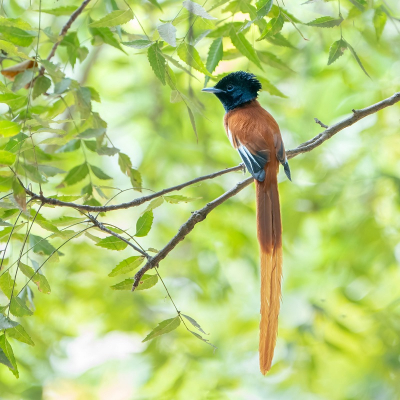 De mooie lange staart van de Paradijsmonarch maakte het maken van een foto niet  makkelijk, omdat een gedeelte geregeld onder of achter iets verborgen zat.