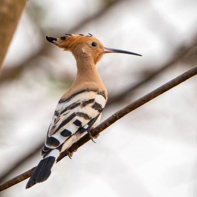 In zuidelijk Afrika hadden we geregeld een hop mogen aanschouwen, maar de Europese versie had ik alleen nog maar hier op Birdpix eerder gezien, tot we Gambia bezochten!