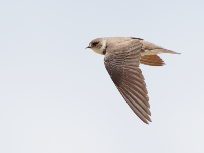 <i class='fa fa-user'></i>&nbsp;gntStattmann&nbsp;|   Oeverzwaluw&nbsp; <i class='fa fa-eye'>&nbsp;156</i> &nbsp;<i class='fa fa-thumbs-up'>&nbsp;2</i> &nbsp; <i class='fa fa-comment-o'>&nbsp;1</i>