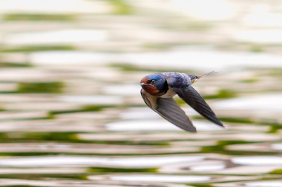 <i class='fa fa-user'></i>&nbsp;John_Jak&nbsp;|   Boerenzwaluw&nbsp; <i class='fa fa-eye'>&nbsp;185</i> &nbsp;<i class='fa fa-thumbs-up'>&nbsp;2</i> &nbsp; <i class='fa fa-comment-o'>&nbsp;1</i>