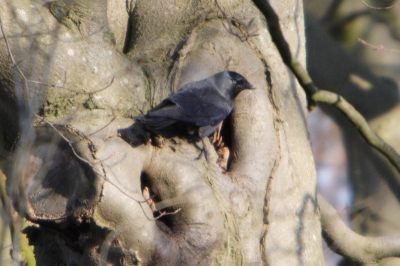 Het verdelen van de even broedpl was in volle gang.
F5.6 1/640 op400mm