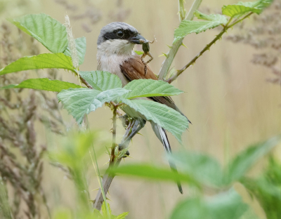 <i class='fa fa-user'></i>&nbsp;Hillebrand Keun&nbsp;|   Grauwe Klauwier&nbsp; <i class='fa fa-eye'>&nbsp;198</i> &nbsp;<i class='fa fa-thumbs-up'>&nbsp;10</i> &nbsp; <i class='fa fa-comment-o'>&nbsp;4</i>