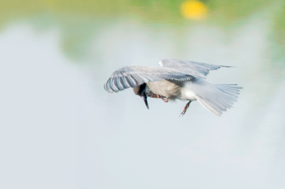 Veel avonden doorgebracht bij de Zwarte Sterns. Wat een acrobaten zijn het soms in de lucht.  Leuk om te zien maar vaak zie je het pas als je de foto's terugkijkt.