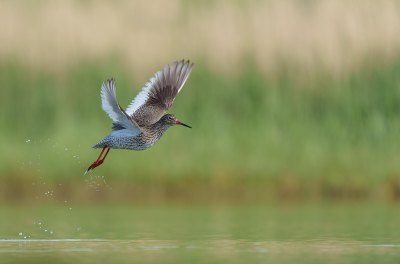 <i class='fa fa-user'></i>&nbsp;Jurgen Maassen&nbsp;|   Tureluur&nbsp; <i class='fa fa-eye'>&nbsp;167</i> &nbsp;<i class='fa fa-thumbs-up'>&nbsp;5</i> &nbsp; <i class='fa fa-comment-o'>&nbsp;1</i>