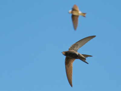 <i class='fa fa-user'></i>&nbsp;gntStattmann&nbsp;|   Gierzwaluw&nbsp; <i class='fa fa-eye'>&nbsp;167</i> &nbsp; <i class='fa fa-comment-o'>&nbsp;1</i>