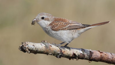 <i class='fa fa-user'></i>&nbsp;Rob Belterman&nbsp;|   Grauwe Klauwier&nbsp; <i class='fa fa-eye'>&nbsp;232</i> &nbsp;<i class='fa fa-thumbs-up'>&nbsp;11</i> &nbsp; <i class='fa fa-comment-o'>&nbsp;10</i>