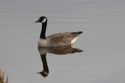 Ook maar eens een gans nog niet zo moeilijk en komen ook steets dichter bij.Op 400mm en 1/400 f7.5