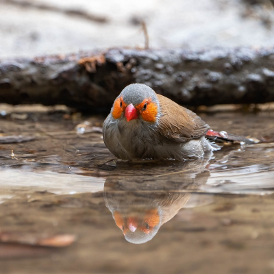 De spiegeling in het water bleek erg interessant te zijn voor dit Oranjekaakje, want er werd goed de tijd voor genomen.