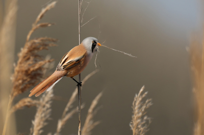 <i class='fa fa-user'></i>&nbsp;Gejo Wassink&nbsp;|   Baardman&nbsp; <i class='fa fa-eye'>&nbsp;239</i> &nbsp;<i class='fa fa-thumbs-up'>&nbsp;13</i> &nbsp; <i class='fa fa-comment-o'>&nbsp;7</i>