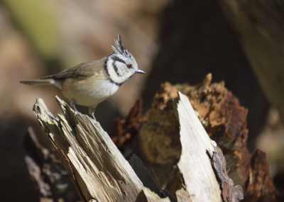 De maand maart was een goede tijd om bosvogels te volgen. Het duurde wel even om een goede plek te vinden om vanuit de auto te fotograferen. Enkele weken heb ik met plezier deze locatie bezocht en verschillende opnamen bewaard om te delen.