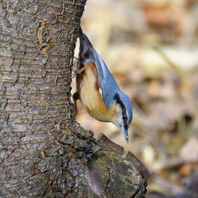 De maand maart was een goede tijd om bosvogels te volgen. Het duurde wel even om een goede plek te vinden om vanuit de auto te fotograferen. Enkele weken heb ik met plezier deze locatie bezocht en verschillende opnamen bewaard om te delen.