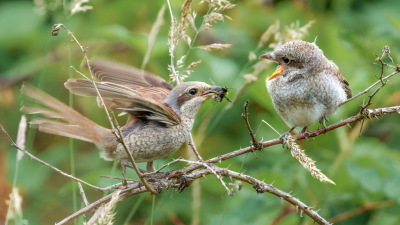 <i class='fa fa-user'></i>&nbsp;John_Jak&nbsp;|   Grauwe Klauwier&nbsp; <i class='fa fa-eye'>&nbsp;235</i> &nbsp;<i class='fa fa-thumbs-up'>&nbsp;2</i> &nbsp; <i class='fa fa-comment-o'>&nbsp;1</i>