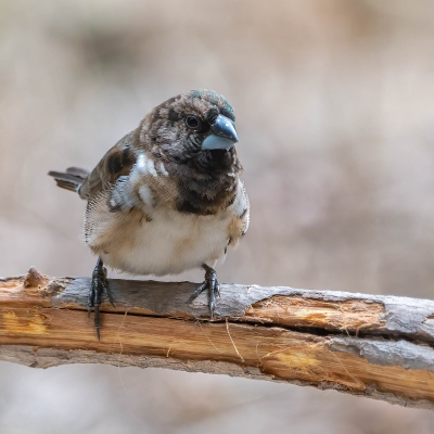 <i class='fa fa-user'></i>&nbsp;harrie69&nbsp;|   Gewoon Ekstertje&nbsp; <i class='fa fa-eye'>&nbsp;181</i> &nbsp;<i class='fa fa-thumbs-up'>&nbsp;1</i> &nbsp; <i class='fa fa-comment-o'>&nbsp;1</i>