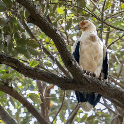 <i class='fa fa-user'></i>&nbsp;harrie69&nbsp;|   Palmgier&nbsp; <i class='fa fa-eye'>&nbsp;201</i> &nbsp;<i class='fa fa-thumbs-up'>&nbsp;1</i> &nbsp; <i class='fa fa-comment-o'>&nbsp;1</i>