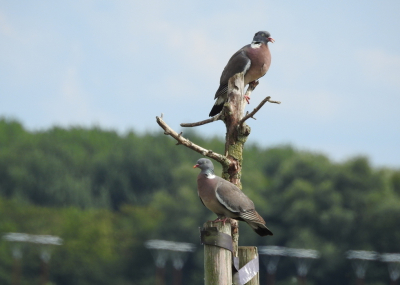 <i class='fa fa-user'></i>&nbsp;Kris&nbsp;|   Houtduif&nbsp; <i class='fa fa-eye'>&nbsp;154</i> &nbsp;<i class='fa fa-thumbs-up'>&nbsp;1</i> &nbsp; <i class='fa fa-comment-o'>&nbsp;0</i>