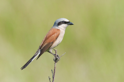 <i class='fa fa-user'></i>&nbsp;John_Jak&nbsp;|   Grauwe Klauwier&nbsp; <i class='fa fa-eye'>&nbsp;214</i> &nbsp;<i class='fa fa-thumbs-up'>&nbsp;2</i> &nbsp; <i class='fa fa-comment-o'>&nbsp;1</i>