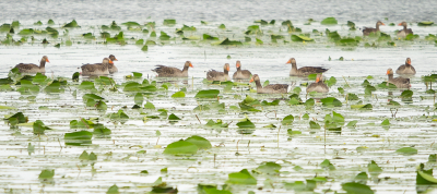 <i class='fa fa-user'></i> Truus Aletta Maan |   Grauwe Gans  <i class='fa fa-eye'> 189</i>  <i class='fa fa-thumbs-up'> 7</i>   <i class='fa fa-comment-o'> 6</i>