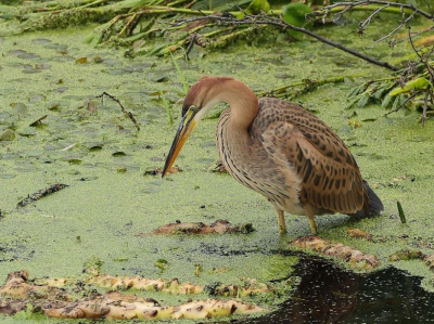 <i class='fa fa-user'></i>&nbsp;Fokke57&nbsp;|   Purperreiger&nbsp; <i class='fa fa-eye'>&nbsp;253</i> &nbsp; <i class='fa fa-comment-o'>&nbsp;3</i>