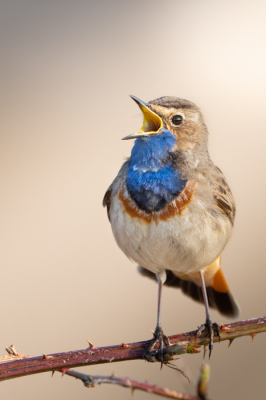 ik zag de blauwborst een aantal keer rond een bankje zijn zang uit te oefenen. en heb toen 2 uur op dat bankje gezeten om hem mooi op de foto te krijgen. met dit als resultaat.