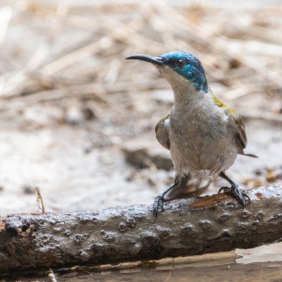 Ik heb deze Sunbird op deze tak van de voorkant en achterkant kunnen fotograferen en heb voor deze gekozen, omdat de kleur van de rug al goed zichtbaar is op de gespiegelde foto. Daarnaast valt in deze versie het licht mooier op het oog.