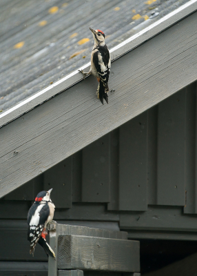 <i class='fa fa-user'></i>&nbsp;Ties Niehof&nbsp;|   Grote Bonte Specht&nbsp; <i class='fa fa-eye'>&nbsp;219</i> &nbsp; <i class='fa fa-comment-o'>&nbsp;3</i>