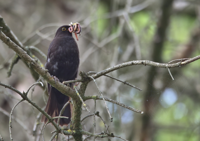 <i class='fa fa-user'></i>&nbsp;RTL&nbsp;|   Merel&nbsp; <i class='fa fa-eye'>&nbsp;135</i> &nbsp;<i class='fa fa-thumbs-up'>&nbsp;1</i> &nbsp; <i class='fa fa-comment-o'>&nbsp;1</i>