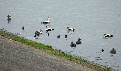 <i class='fa fa-user'></i>&nbsp;nelappelmelk&nbsp;|   Eider&nbsp; <i class='fa fa-eye'>&nbsp;231</i> &nbsp;<i class='fa fa-thumbs-up'>&nbsp;1</i> &nbsp; <i class='fa fa-comment-o'>&nbsp;1</i>